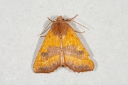 Essengouduil / Centre-barred Sallow (Atethmia centrago)