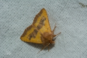 Essengouduil / Centre-barred Sallow (Atethmia centrago)