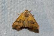 Essengouduil / Centre-barred Sallow (Atethmia centrago)