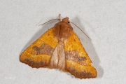 Essengouduil / Centre-barred Sallow (Atethmia centrago)