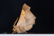 Essenspanner / Dusky Thorn (Ennomos fuscantaria)