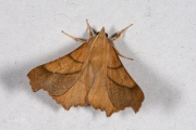 Essenspanner / Dusky Thorn (Ennomos fuscantaria)