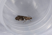 Fijnsparkegelmot (Assara terebrella), micro