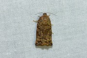 Fraaie dennenbladroller / Pine Tortrix (Archips oporana), micro