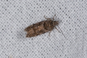 Fraaie korrelpalpmot (Teleiopsis diffinis), micro
