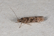 Fraaie korrelpalpmot (Teleiopsis diffinis), micro