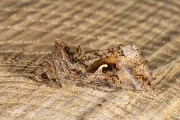 Gamma-uil / Silver Y (Autographa gamma)