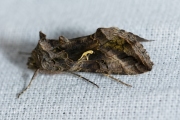 Gamma-uil / Silver Y (Autographa gamma)