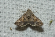 Gamma-uil / Silver Y (Autographa gamma)