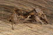 Gamma-uil / Silver Y (Autographa gamma)