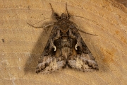 Gamma-uil / Silver Y (Autographa gamma)