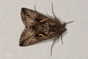 Gamma-uil / Silver Y (Autographa gamma)