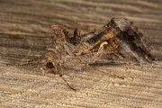 Gamma-uil / Silver Y (Autographa gamma)