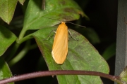 Geel beertje / Orange Footman (Eilema sororcula)