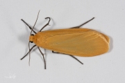 Geel beertje / Orange Footman (Eilema sororcula)