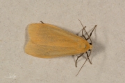 Geel beertje / Orange Footman (Eilema sororcula)