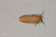 Geel beertje / Orange Footman (Eilema sororcula)