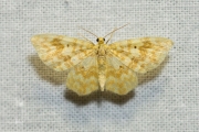 Geel spannertje / Small Yellow Wave (Hydrelia flammeolaria)