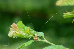 Geelbandlangsprietmot / Longhorn Moth (Nemophora degeerella), micro