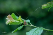 Geelbandlangsprietmot / Longhorn Moth (Nemophora degeerella), micro
