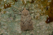 Geelbruine herfstuil / Yellow-line Quaker (Agrochola macilenta)