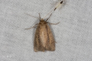 Geelbruine rietboorder / Brown-veined Wainscot (Archanara dissoluta)