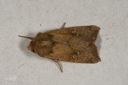 Geelbruine vlekuil / Saltern Ear (Amphipoea fucosa)