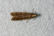 Geelkoplichtmot (Salebriopsis albicilla), micro