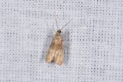 Geelpalpmot (Eccopisa effractella), micro