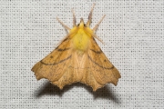 Geelschouderspanner / Canary-shouldered Thorn (Ennomos alniaria)