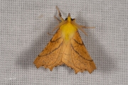 Geelschouderspanner / Canary-shouldered Thorn (Ennomos alniaria)