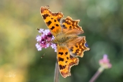 Gehakkelde aurelia / Comma (Polygonia c-album)