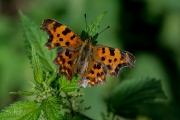 Gehakkelde aurelia / Comma (Polygonia c-album)