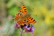 Gehakkelde aurelia / Comma (Polygonia c-album)