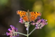 Gehakkelde aurelia / Comma (Polygonia c-album)