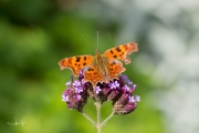 Gehakkelde aurelia / Comma (Polygonia c-album)