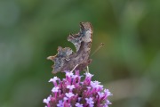 Gehakkelde aurelia / Comma (Polygonia c-album)