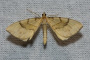Gele agaatspanner / Barred Straw (Gandaritis pyraliata)