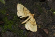 Gele agaatspanner / Barred Straw (Gandaritis pyraliata)