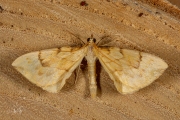 Gele agaatspanner / Barred Straw (Gandaritis pyraliata)