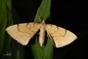 Gele agaatspanner / Barred Straw (Gandaritis pyraliata)