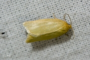 Gele bladroller / Timothy Tortrix (Aphelia paleana)