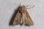 Gele lis-boorder / Crescent (Helotropha leucostigma)