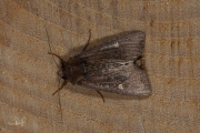 Gele lis-boorder / Crescent (Helotropha leucostigma)