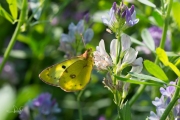 Gele luzernevlinder / Pale Clouded Yellow (Colias hyale)