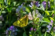 Gele luzernevlinder / Pale Clouded Yellow (Colias hyale)