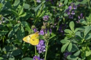 Gele luzernevlinder / Pale Clouded Yellow (Colias hyale)