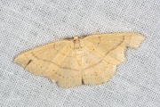 Gele oogspanner / Clay Triple-lines (Cyclophora linearia)