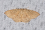 Gele oogspanner / Clay Triple-lines (Cyclophora linearia)