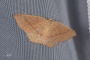 Gele oogspanner / Clay Triple-lines (Cyclophora linearia)